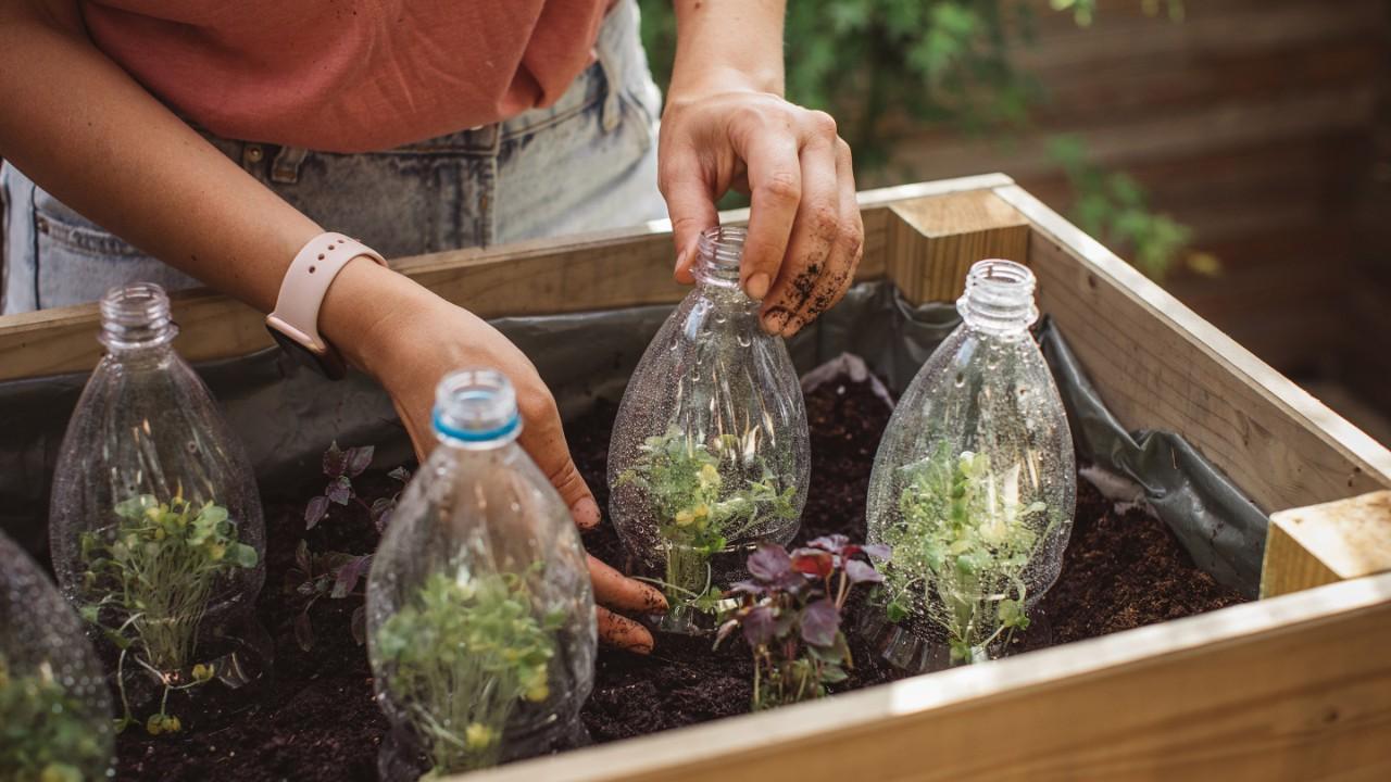 Pflanzenkeimlinge unter Gewächshilfe aus Plastikflaschen